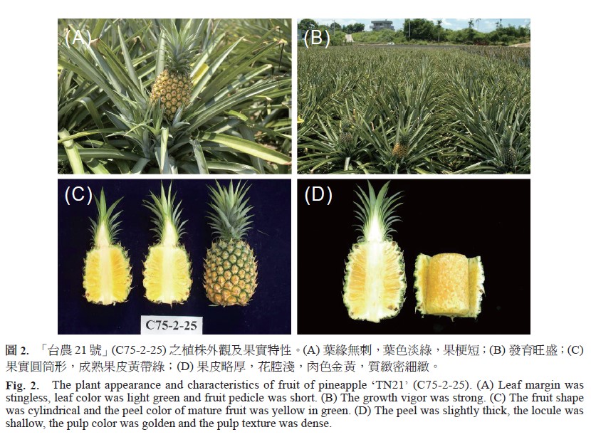 The plant appearance and characteristics of fruit of pineapple ‘TN21’ (C75-2-25). (A) Leaf margin was stingless, leaf color was light green and fruit pedicle was short. (B) The growth vigor was strong. (C) The fruit shape was cylindrical and the peel color of mature fruit was yellow in green. (D) The peel was slightly thick, the locule was shallow, the pulp color was golden and the pulp texture was dense.